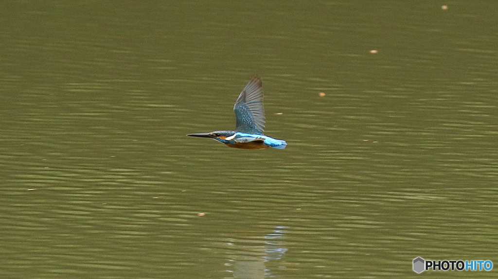 カワセミ子育て中２