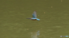 カワセミ子育て中２