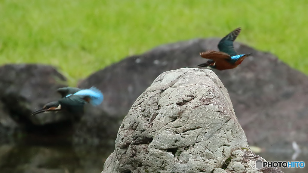 オスカワ、ヒナ鳥を追い出しにかかる４