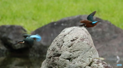 オスカワ、ヒナ鳥を追い出しにかかる４