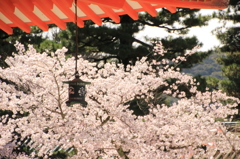 平安神宮のサクラ