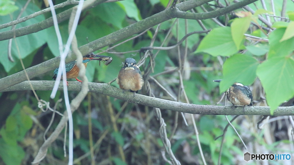 ザリガニ捕って来たよ～２