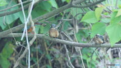 ザリガニ捕って来たよ～２