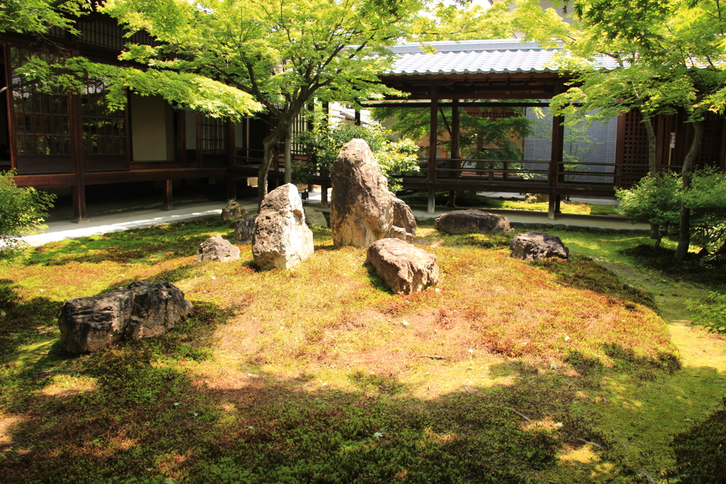 建仁寺　新緑の庭