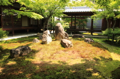 建仁寺　新緑の庭