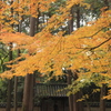 唐招提寺の秋 2