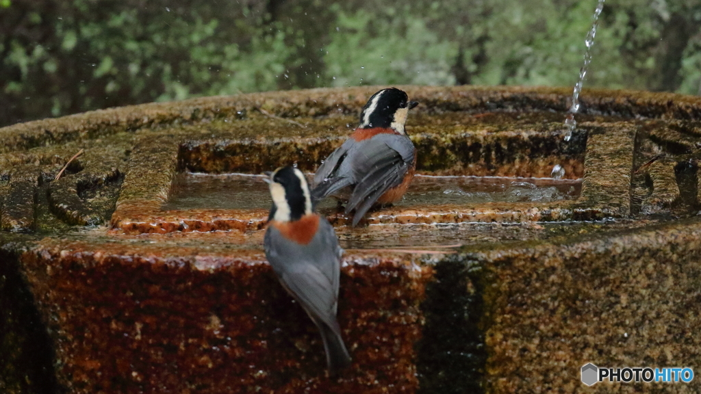 水琴窟に集まる野鳥たち（ヤマガラ＆ヤマガラ）