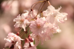 京都御苑の桜