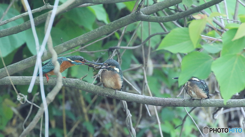 ザリガニ捕って来たよ～３