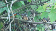 ザリガニ捕って来たよ～３