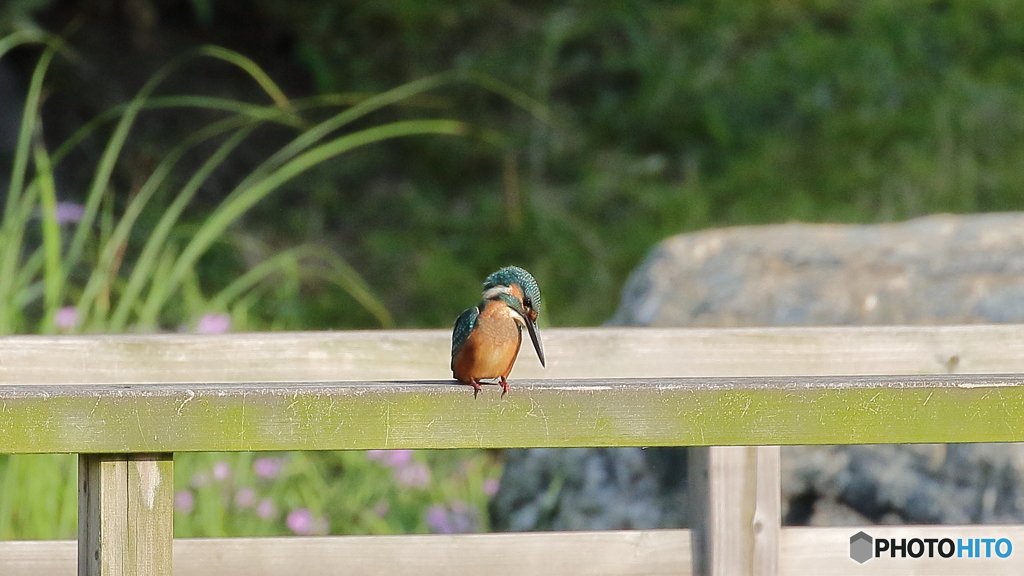獲物は居ないか
