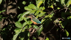 餌を探すカワセミ