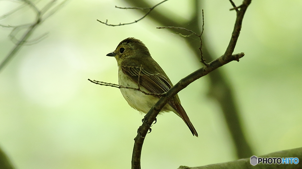 何の鳥か不明です