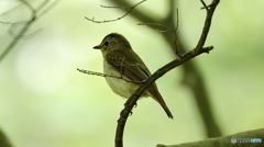 何の鳥か不明です