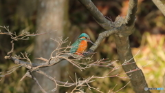 カワセミ止まりもの