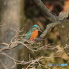 カワセミ止まりもの