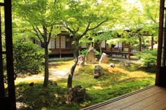 建仁寺　新緑の庭