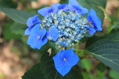 紫陽花４