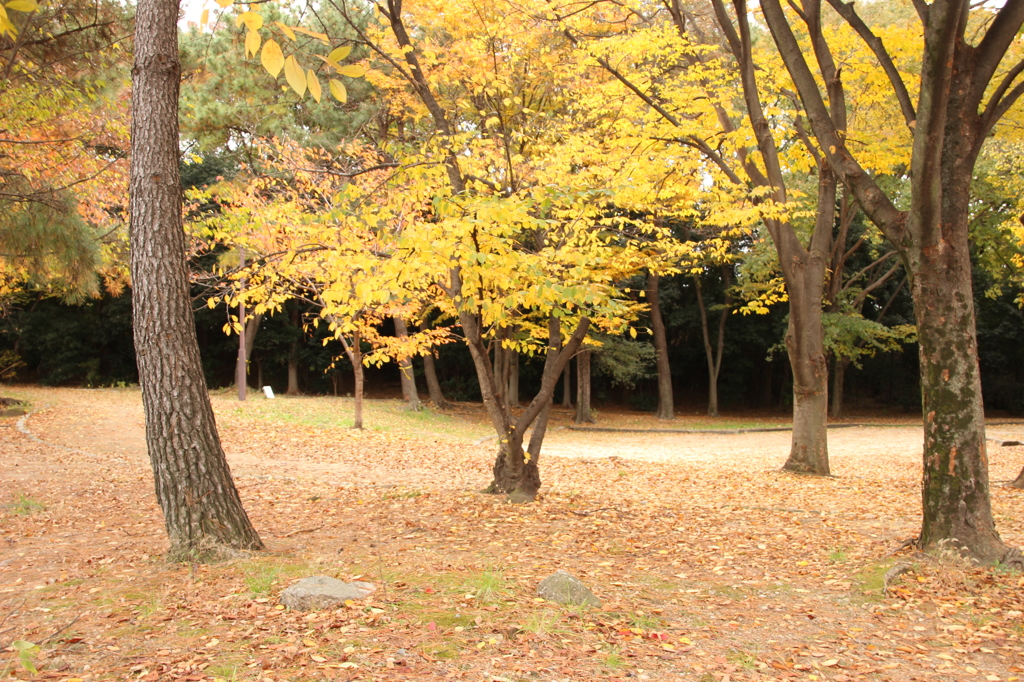 猪名川運動公園(1)
