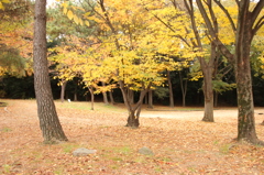 猪名川運動公園(1)