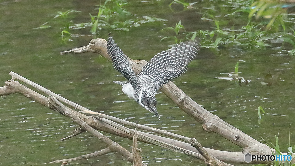 水浴び　飛び込み