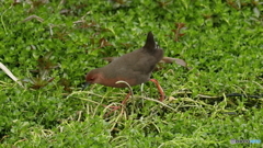 獲物は居ないか１