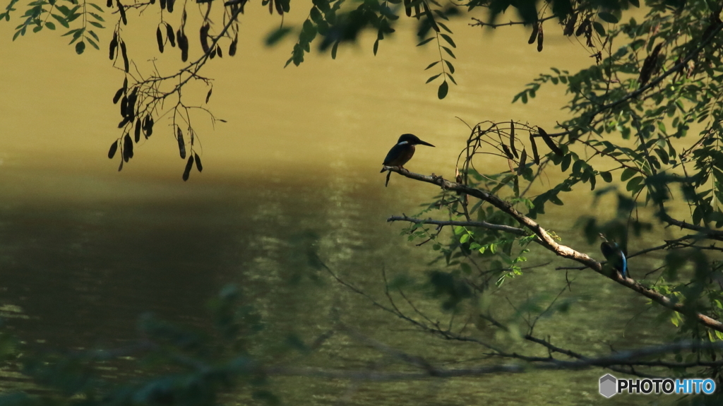 ２羽のシルエット