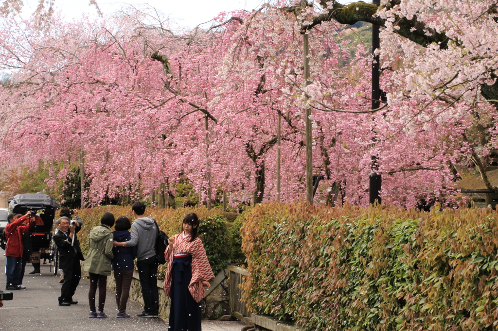 別荘街の枝垂桜