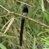 サンコウチョウ 止まり物２