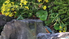 獲物を捕らえ満足そう