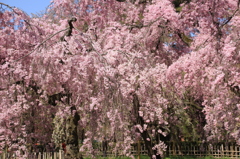 京都御所　桜４
