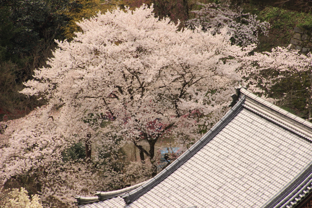 本堂前の舞台から伽藍を見下ろすの図