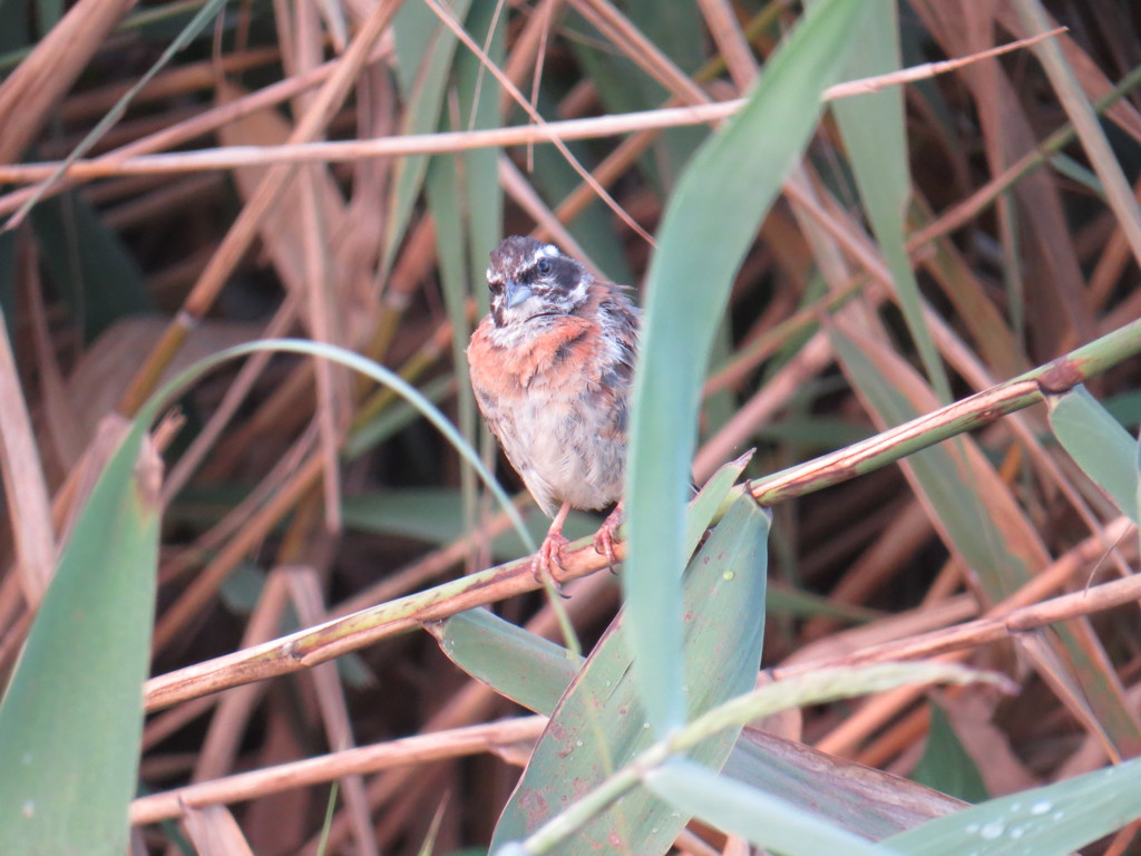 葦原で鳴いていた小鳥