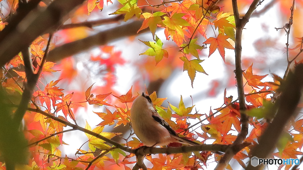紅葉とエナガ