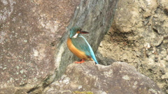 見返りカワセミ♀