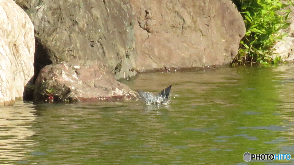 カワセミの飛び込み２