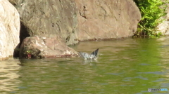 カワセミの飛び込み２