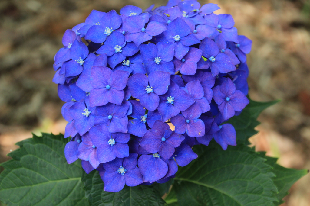 紫陽花５