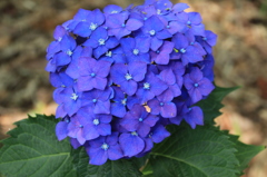 紫陽花５