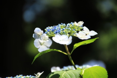 紫陽花７