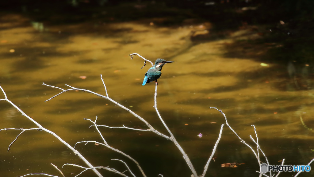 遠くの枯れ枝に止まる