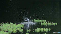 飛び出し１