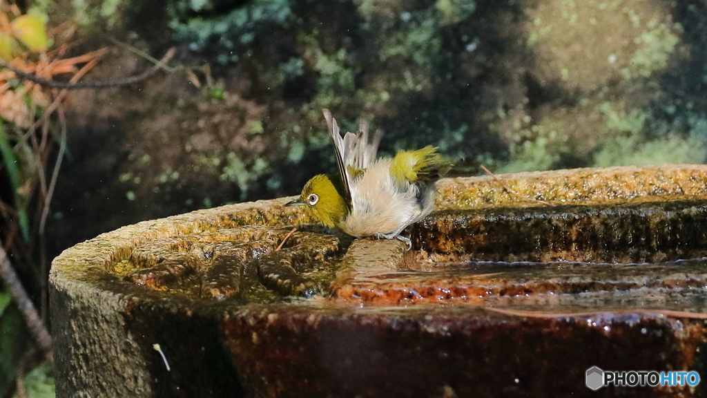 水浴び後のブルブル