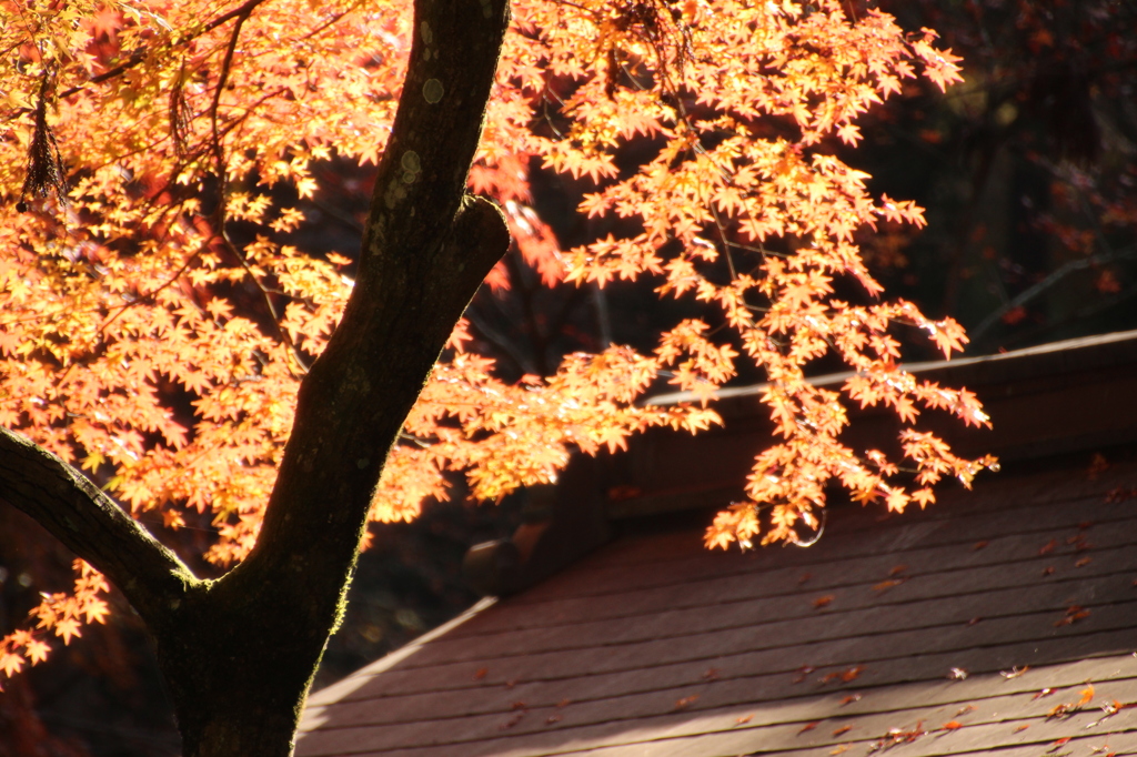 三千院の紅葉