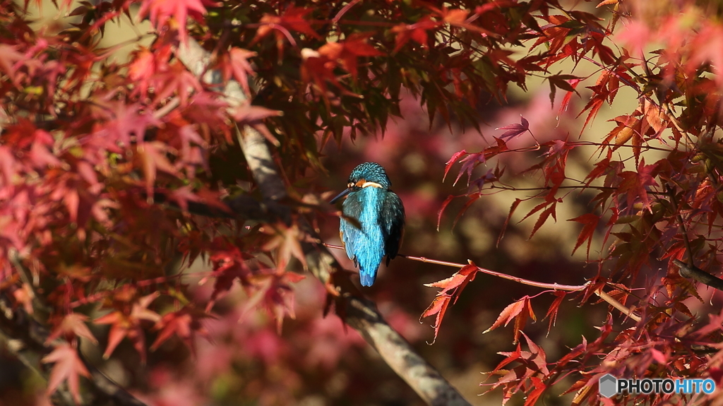 モミカワラストウイークかな？１