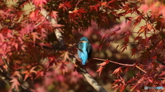 モミカワラストウイークかな？１