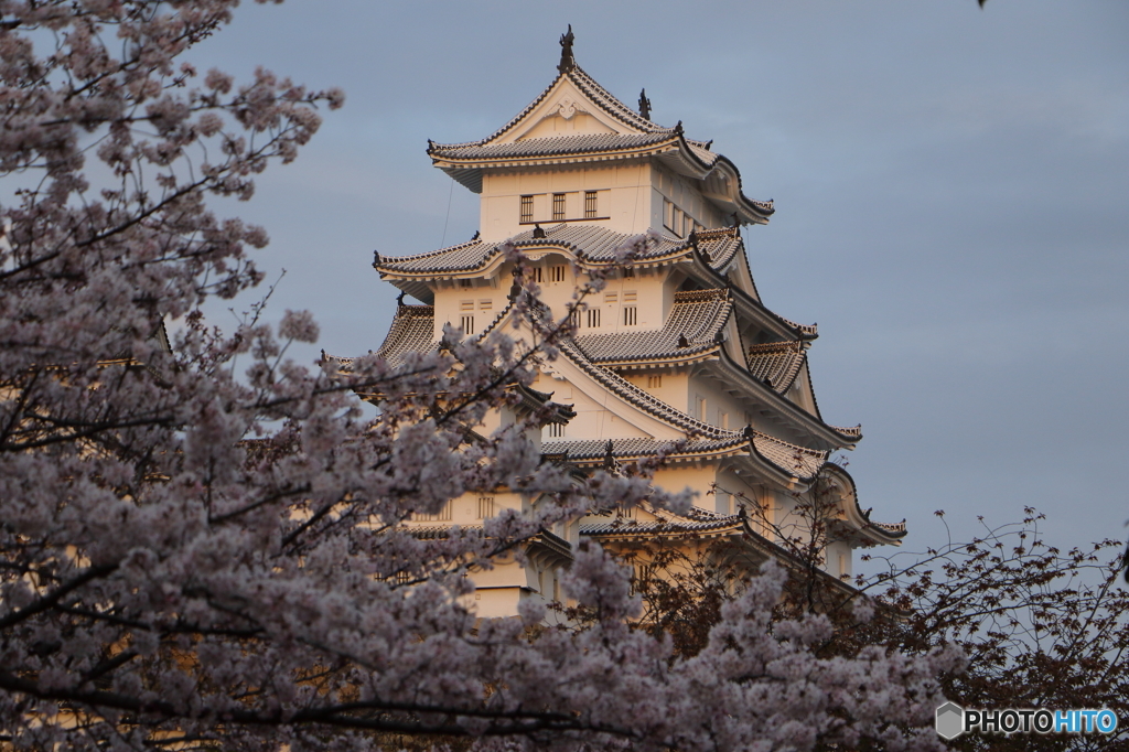桜と姫路城