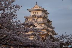 桜と姫路城