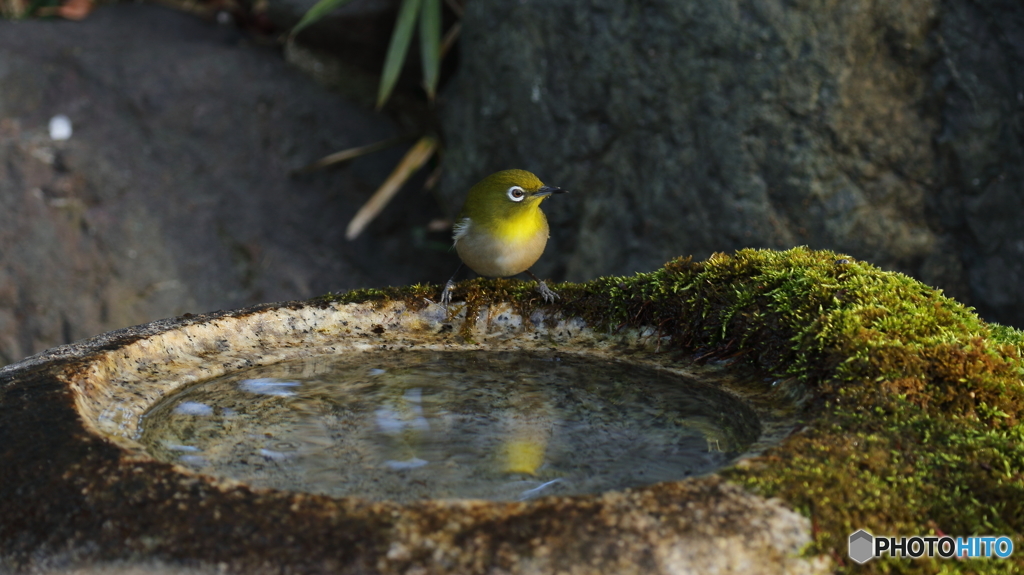 水飲み場のメジロ