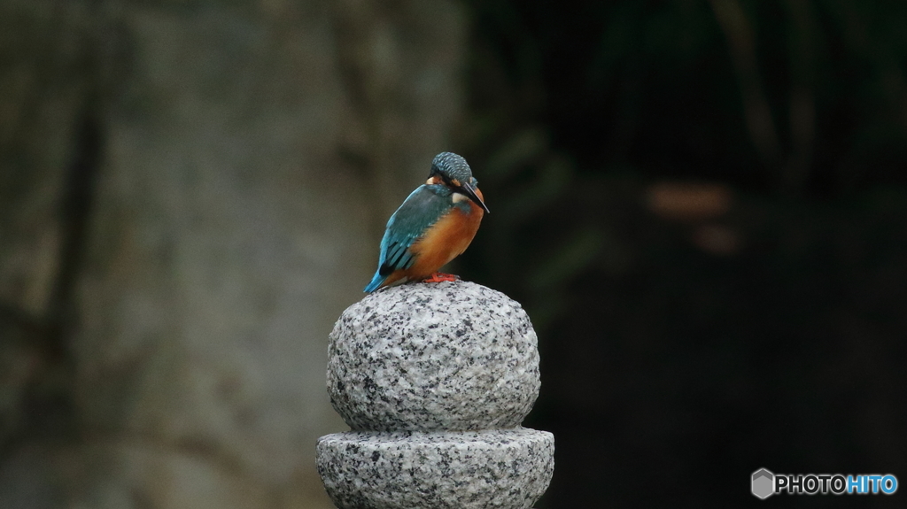 ジャン・ジャン